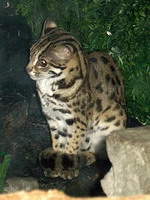 Бенгалькая кошка